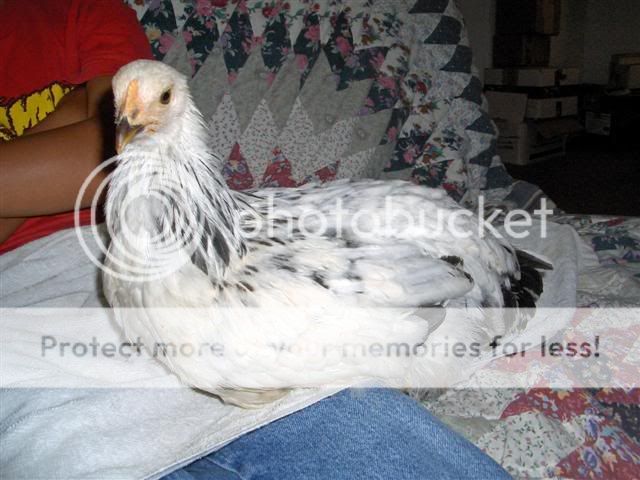 HPIM2961_editedSmall.jpg