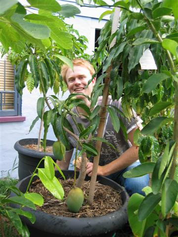 MangoTreePot-780183.jpg