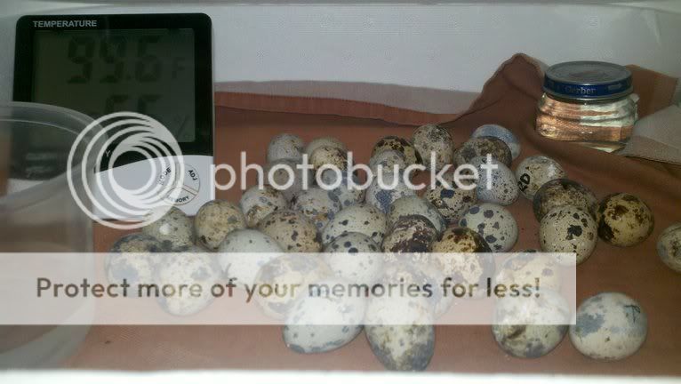 photobucket-1617-1320794377855.jpg
