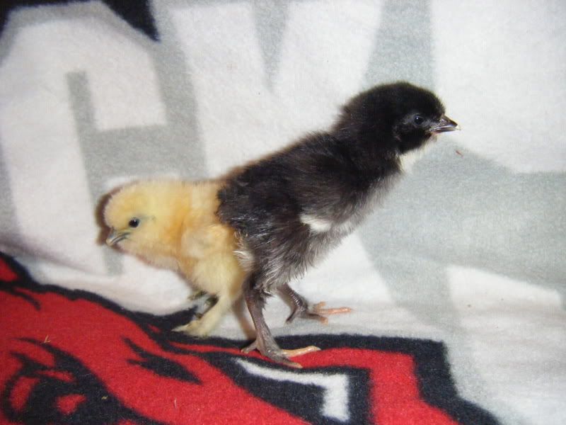 BabyChicks2003.jpg