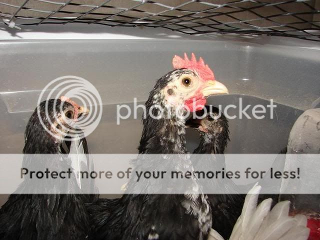 roohead.jpg