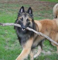 Gambit_011207.jpg