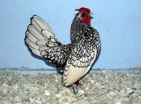 SilverSebrightBantammale.jpg