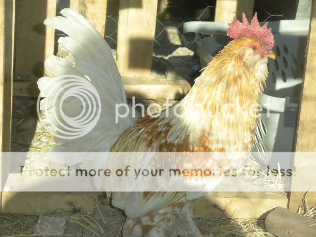 evenmore002.jpg