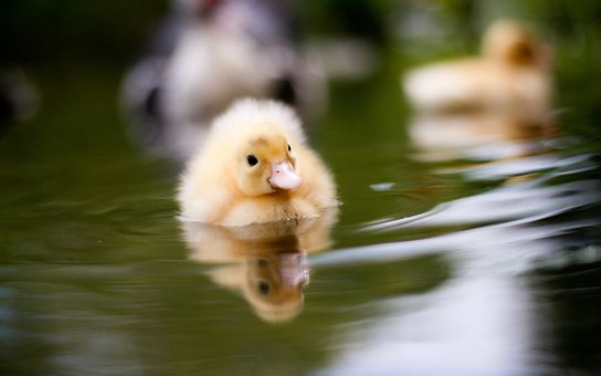 duck-2565611__340.jpg