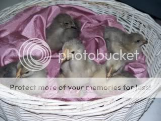 LBbabies-BMbabie-MFCPullets004.jpg