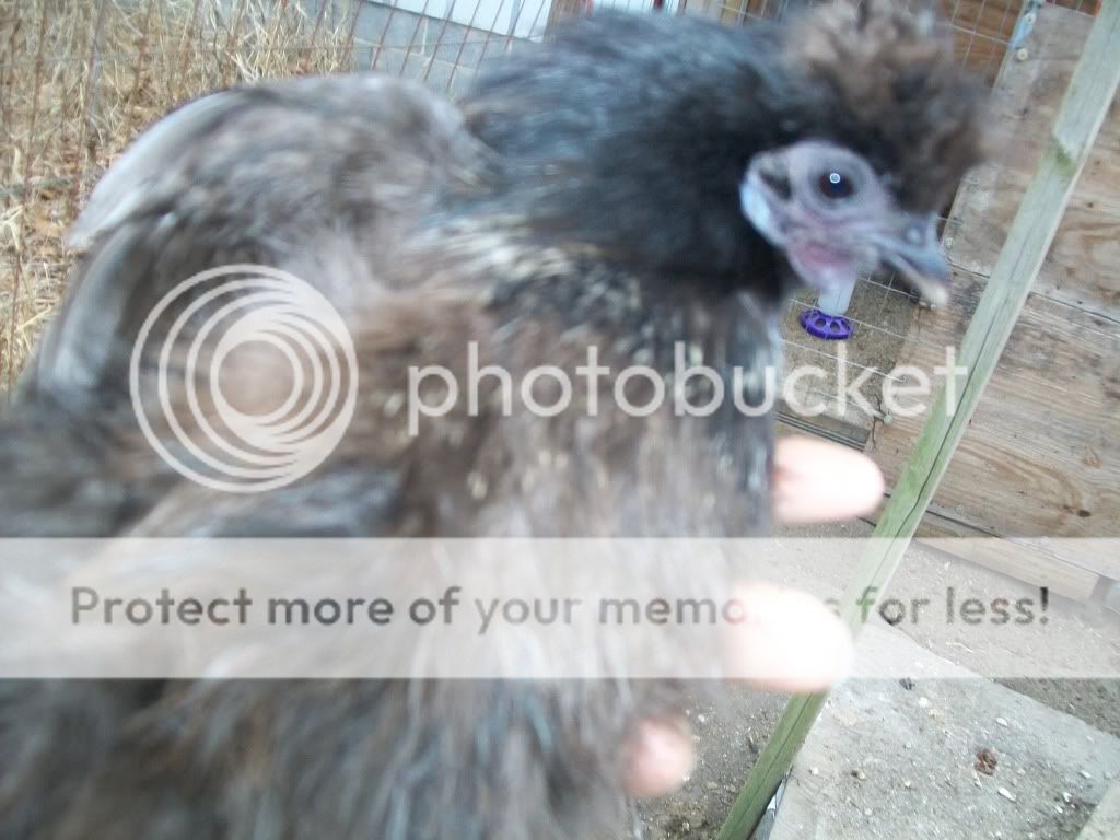 chickenfeb11030.jpg
