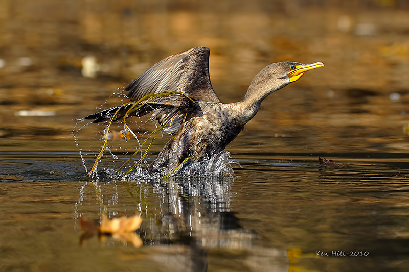1126677529_6hzc8-L.jpg