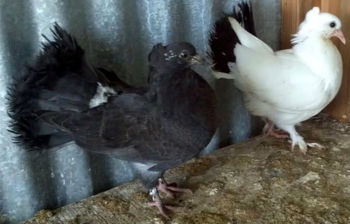 BabyFantails.jpg