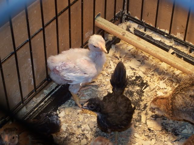 featherlesschick004.jpg