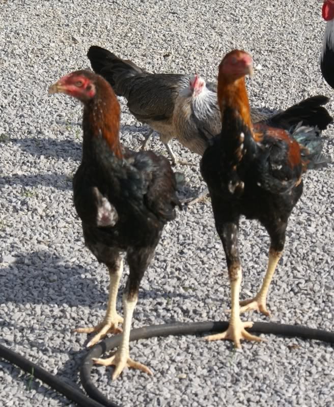 2malay.jpg