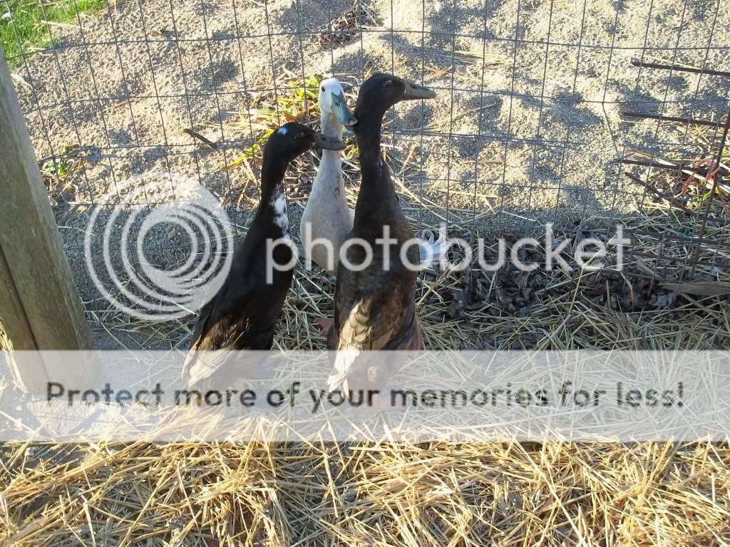 birdpictures063.jpg