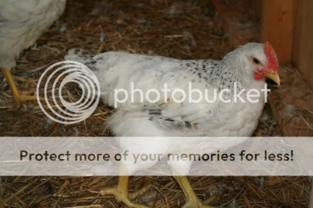 delawarecockerel2.jpg