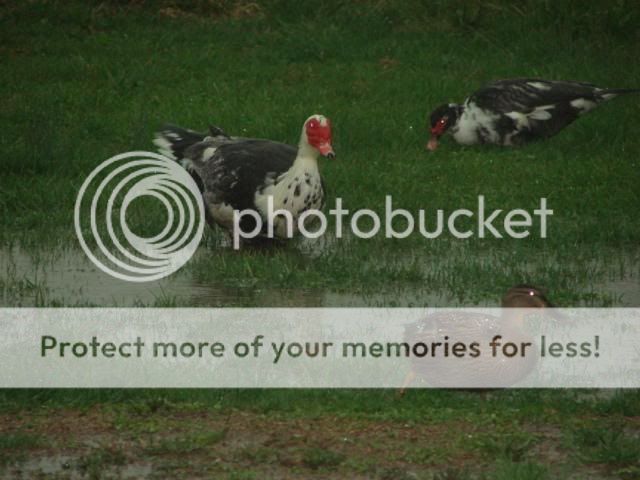 ducks2.jpg