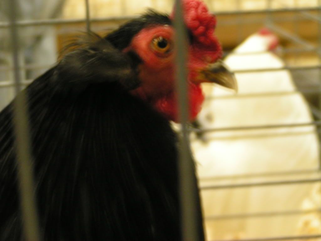 PICT0406.jpg