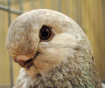 AfricanOwlHead.JPEG