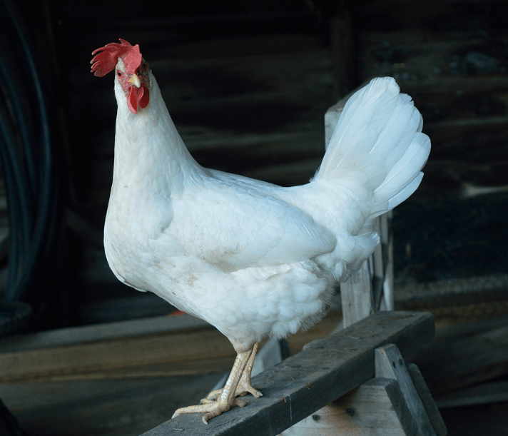 Leghorn-Rooster.png