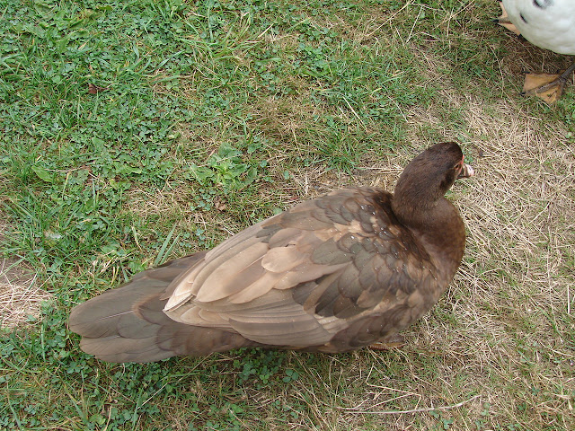 DSC00331.JPG
