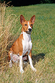 DOG-14-FA0040-01T.JPG