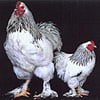 lightbrahma_100.jpg