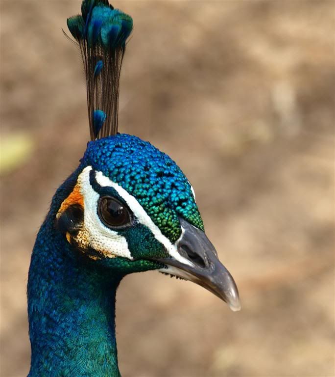 Hybridpeafowl.jpg
