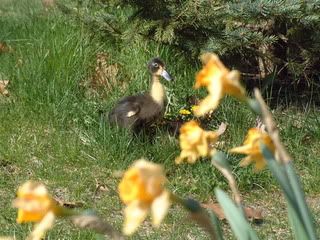 April2010061.jpg