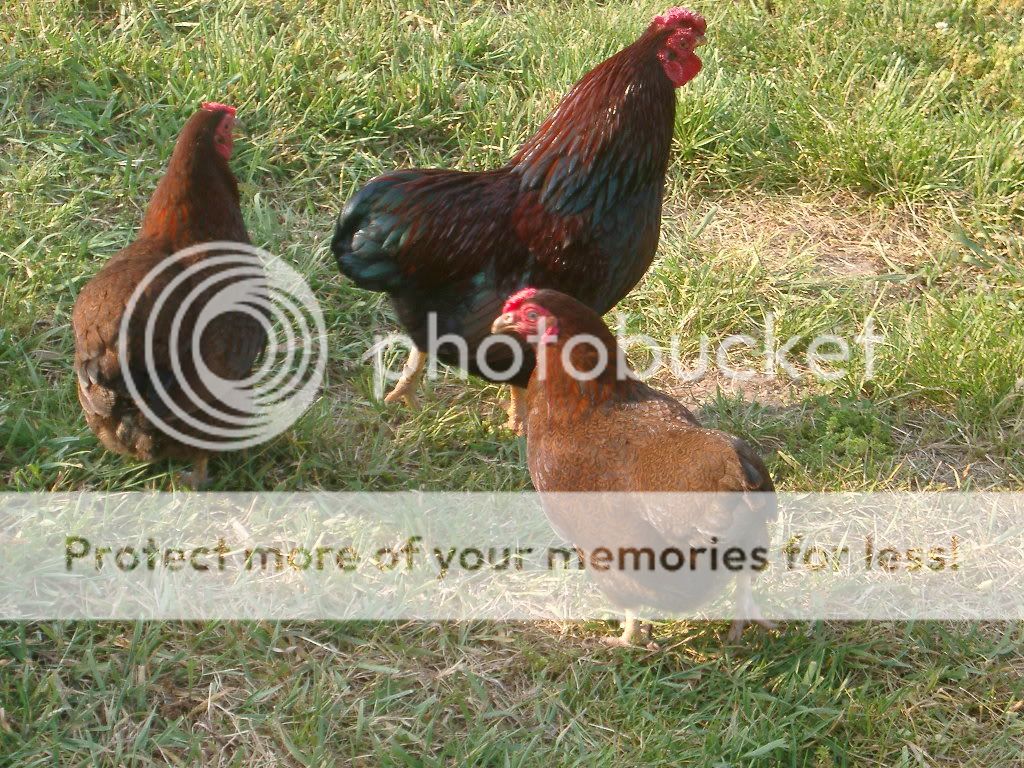 Chickens001.jpg