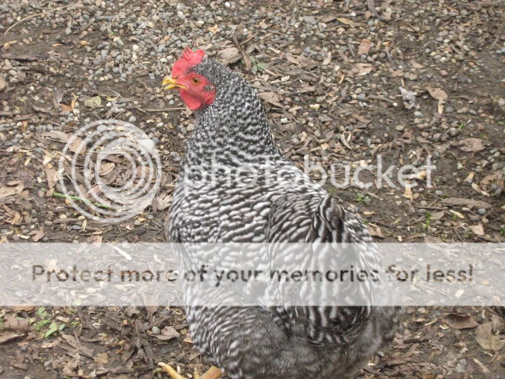 Coop025.jpg