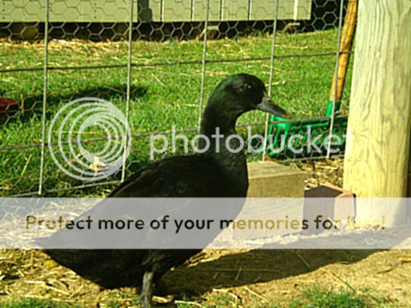 DSCN3596-1.jpg