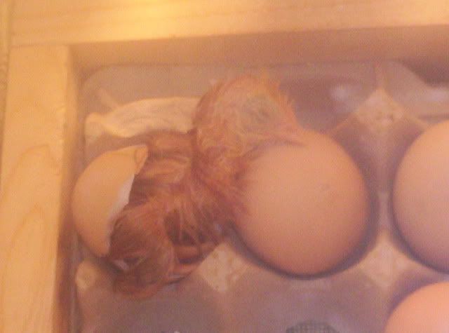Babychickalltherestoffcamera401.jpg