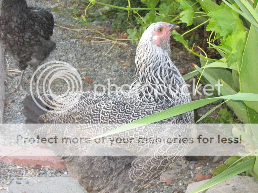 NewChickensAugust10th2010004.jpg