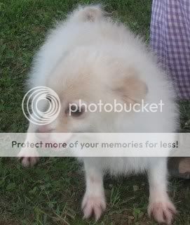 pups200014.jpg