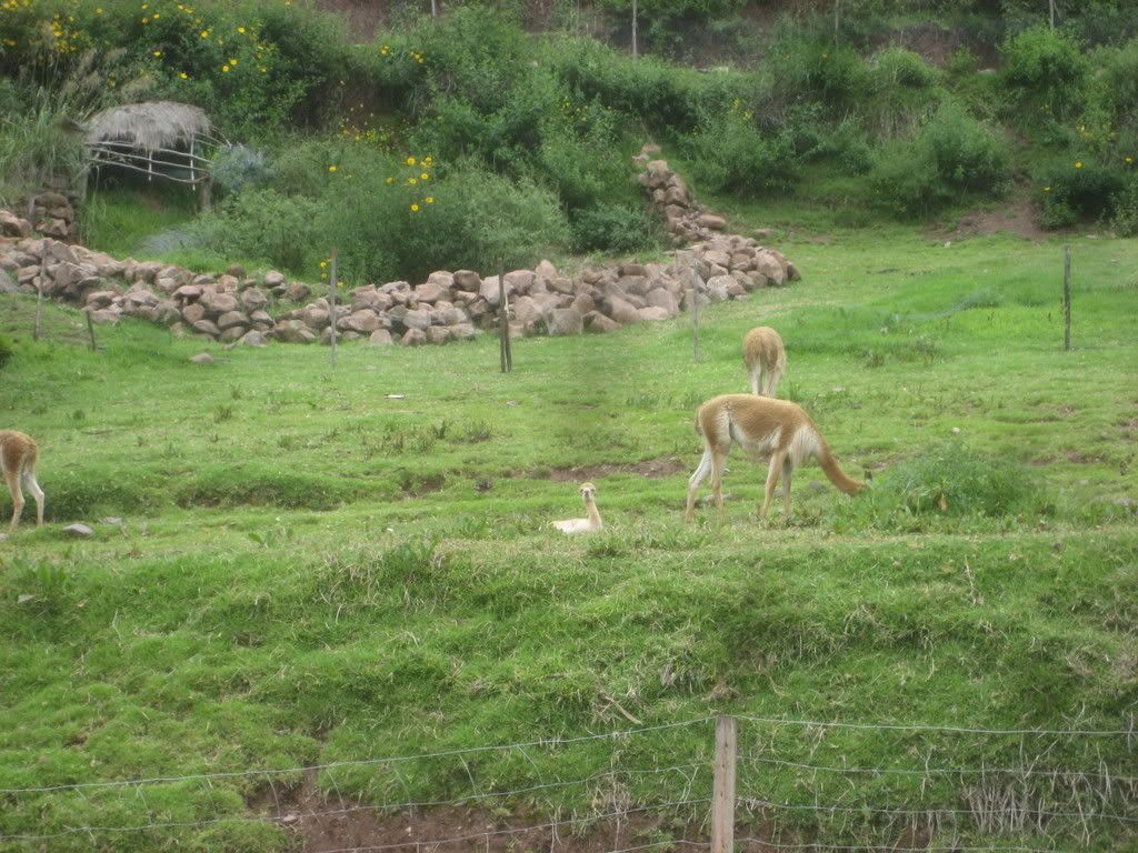 vicuna4.jpg