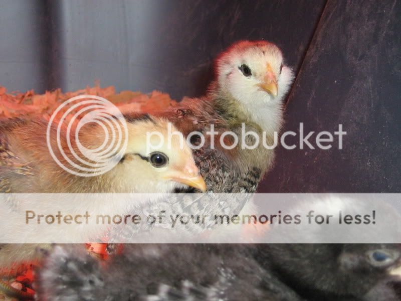 Chicks042.jpg