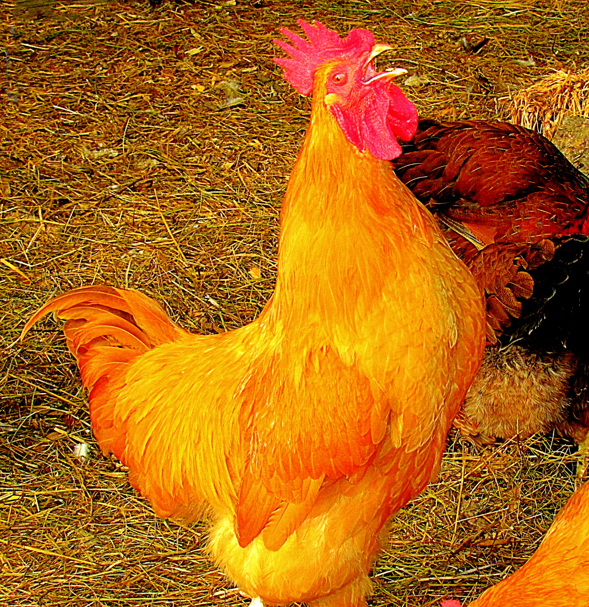 redbird1.JPG