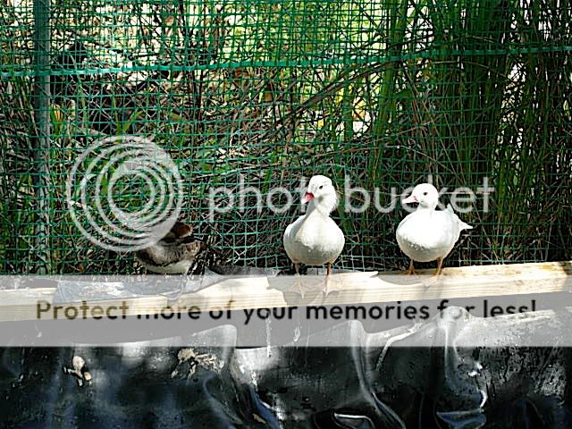 DSCN3412.jpg