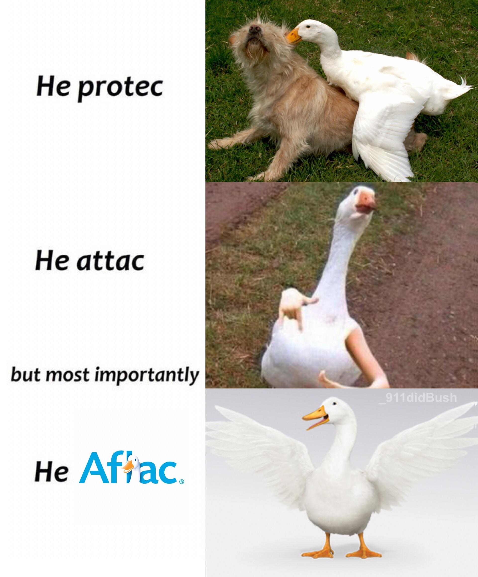 But most importantly, he Aflac | He Protec but He Also Attac | Know Your  Meme