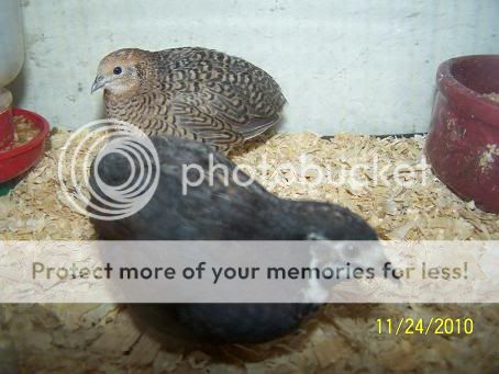 100_6250.jpg