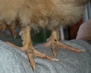 legs.jpg