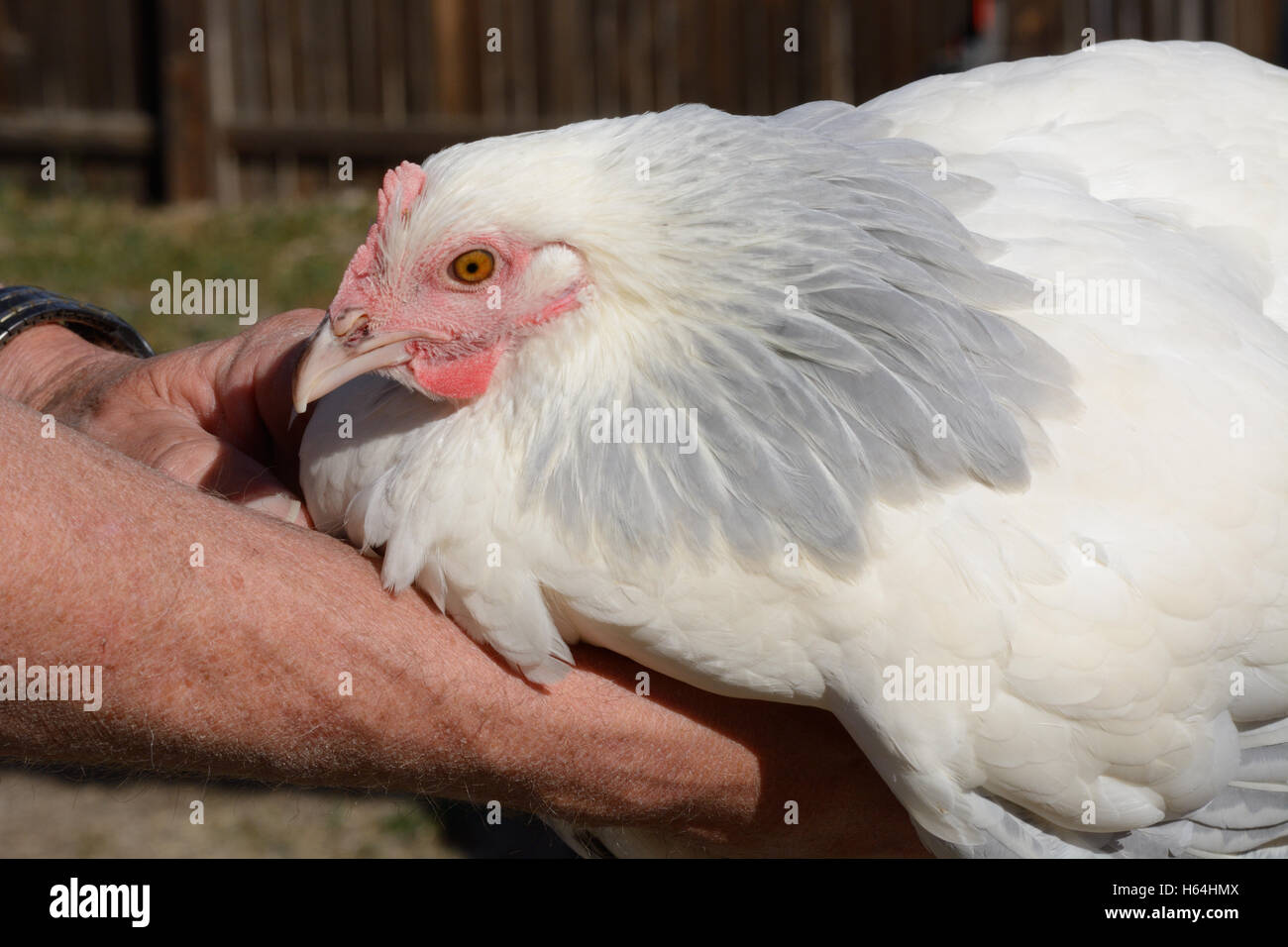 coronation-sussex-chicken-hen-H64HMX.jpg