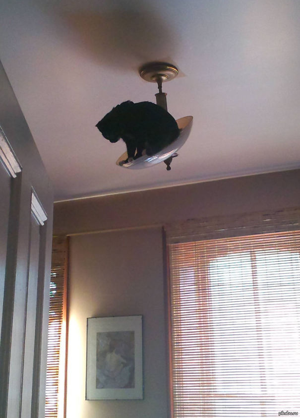 ninja-cat-hiding-funny-43__605.jpg