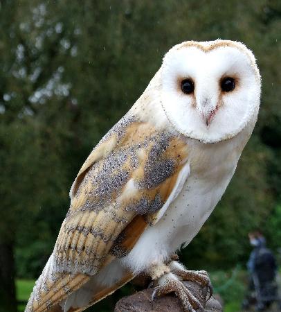 barn-owl.jpg