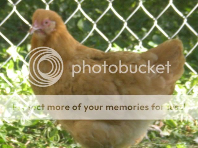 redroosters003.jpg