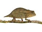 buy-pygmy-chameleon.jpg