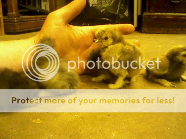 silkiechick2.jpg