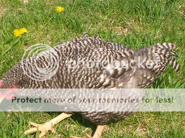 100_2802Medium.jpg