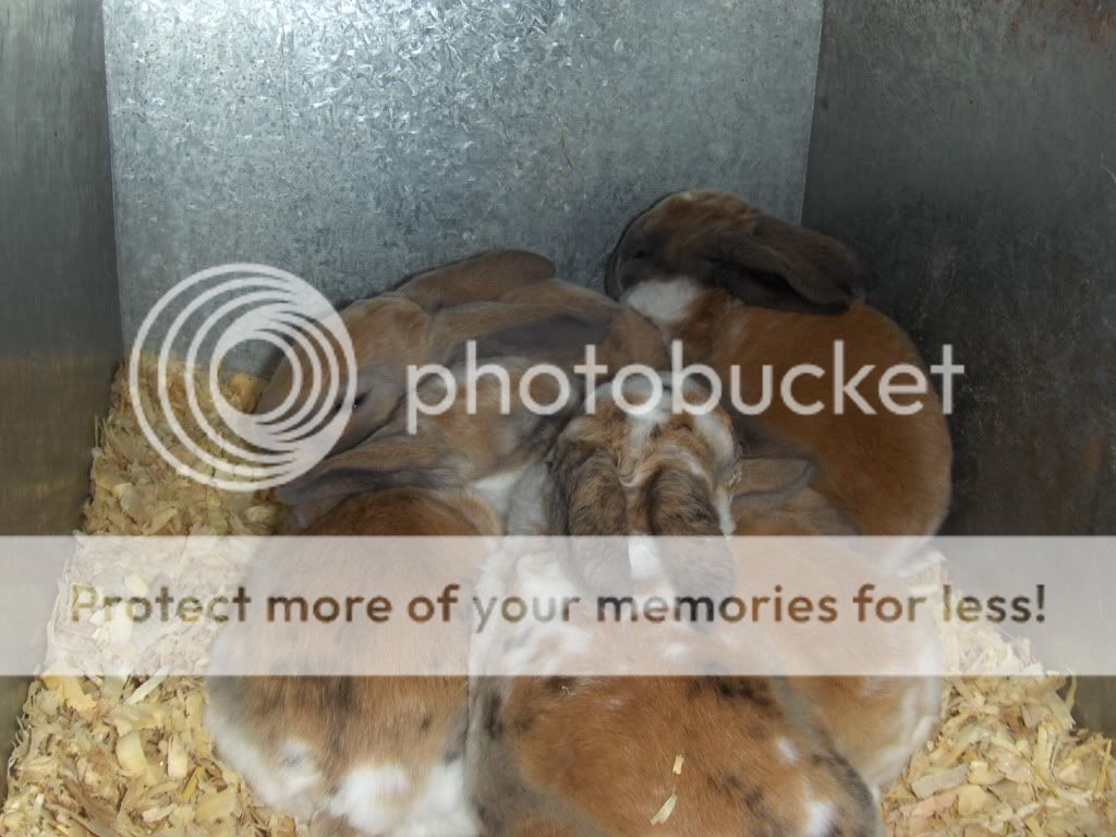 bunnies02026.jpg
