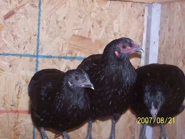 blackaraucana002.jpg