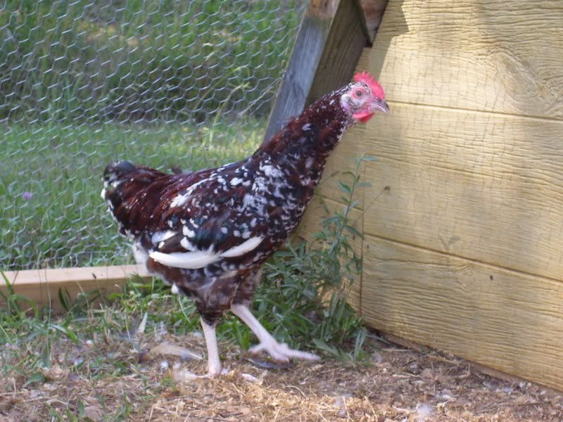 Chicks018-1.jpg