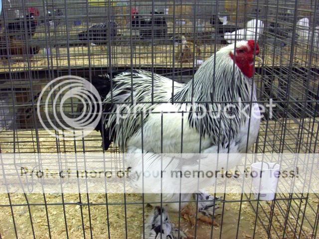 FresnoShow-25.jpg